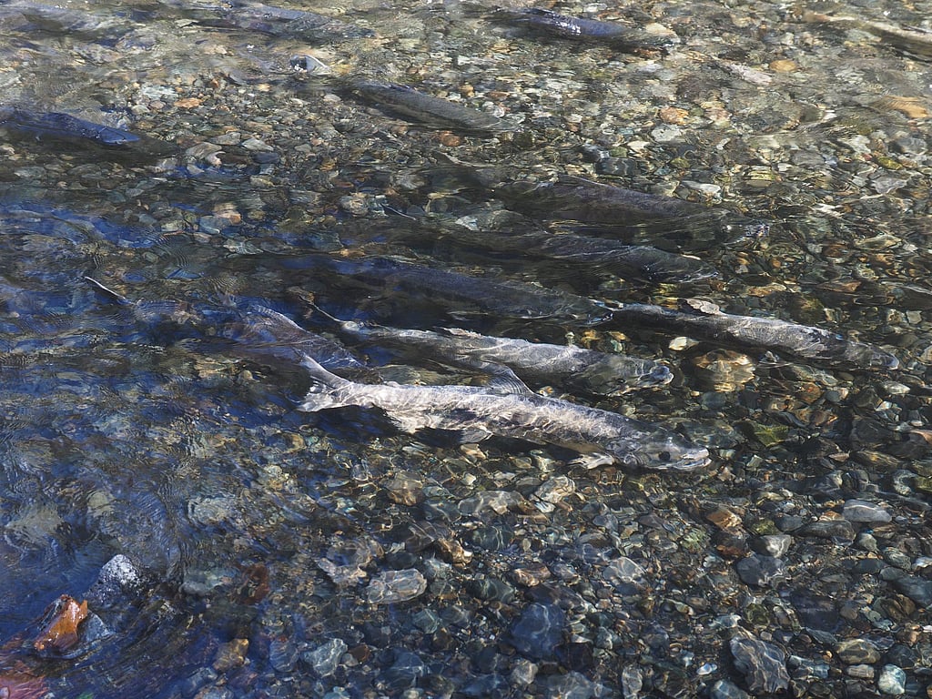 Canada advances three new salmon hatcheries in British Columbia
