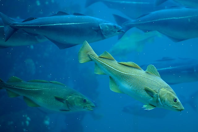 Norway introduces new rules for cod farming