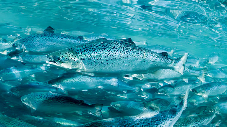 Salmon Evolution closed the year