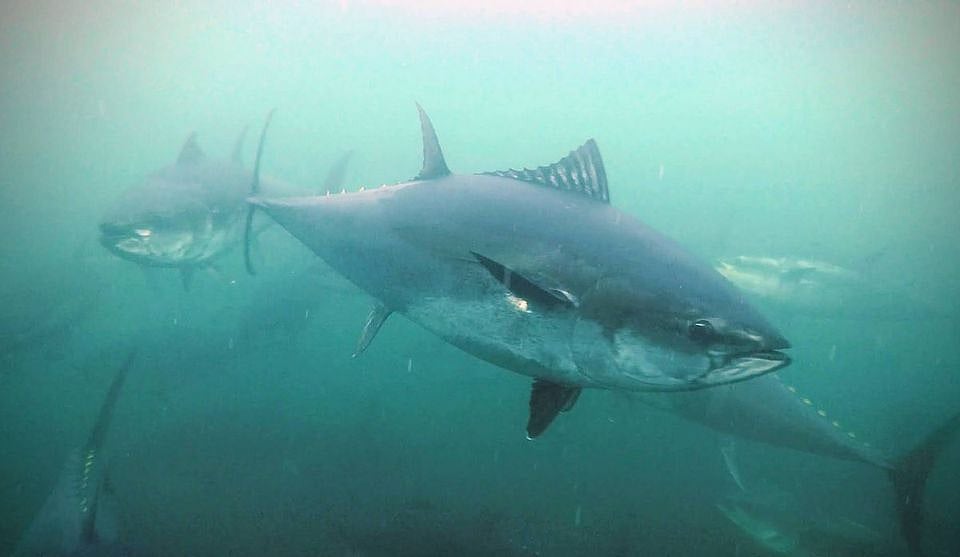 Norway's quota for bluefin tuna increased by about 39%
