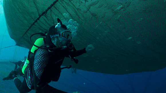 Innovasea's submersible systems thrive in Red Sea - WeAreAquaculture