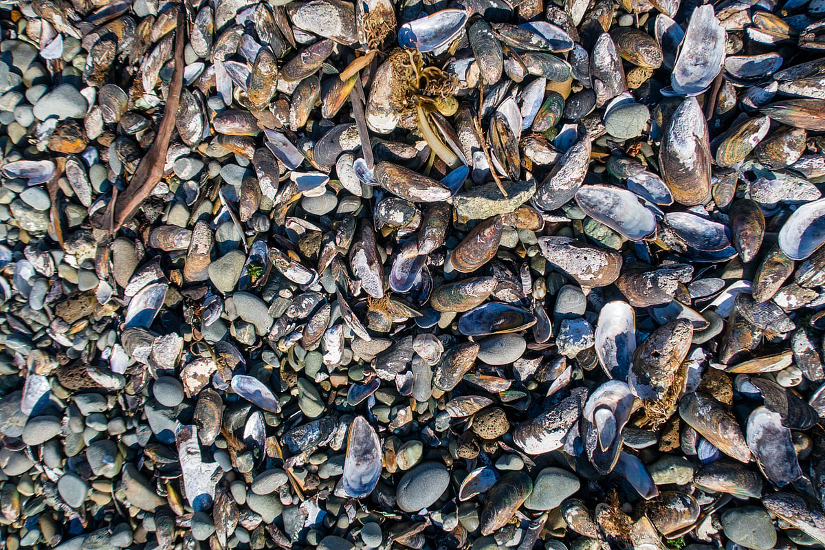 New Zealand court fines aquaculture company for shellfish biosecurity ...