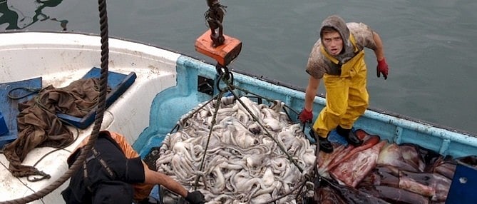 Chile bets on added value to avoid the cuttlefish industry crisis