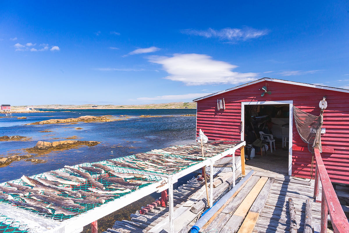 Canada announces a 55% increase in the Northern Cod quota for 2026 ...