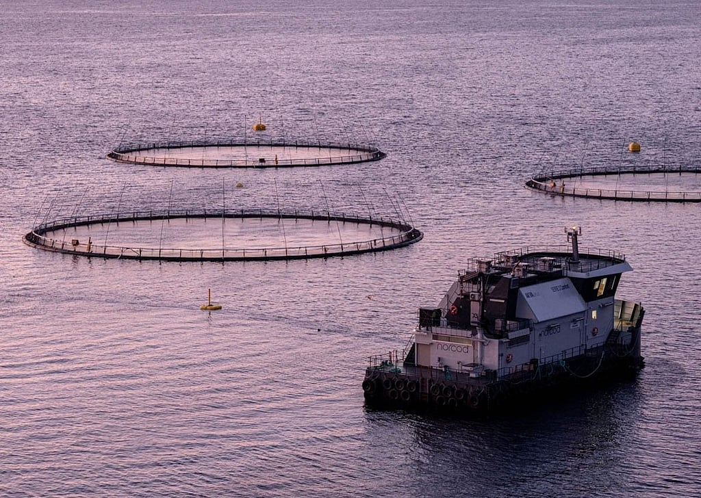 Norcod Norcod inks exclusive cod juvenile supply agreement