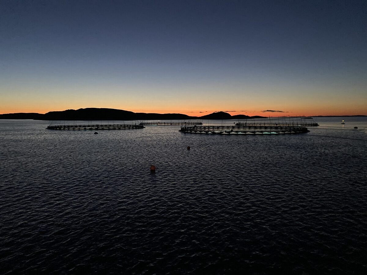 Cod farmer Norcod targets continued export growth with renewed Sirena deal
