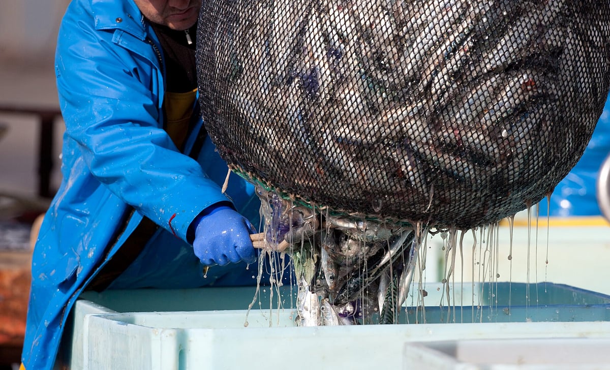 Half of UK’s key fish stocks “critical”, says Oceana report