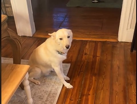 BOTTOMS UP!: Hammered hound guzzles Baileys and vodka while owner out for the evening