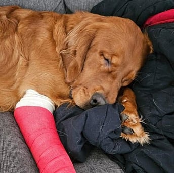 Murphy, a dog belonging to missing hunter Jim Barnes, was found near Wonowon in northeast B.C.