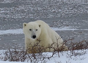 A polar bear on land before sea ice sets in