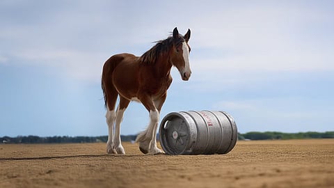 Preview of Budweiser Super Bowl ad.