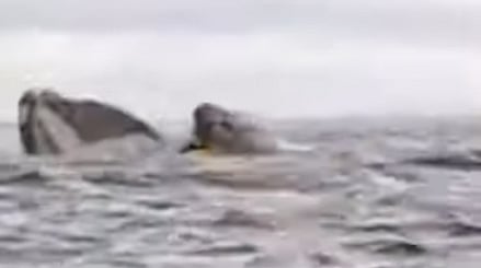 WATCH: Humpback whale swallows kayaker off Chilean coast, spits him back out