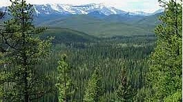 Apparently, Canadian forests are highly efficient processors of CO2. The more they get, the more they photosynthesize. Meanwhile, says writer Murray Lytle, the government of Canada still wants to charge us carbon tax