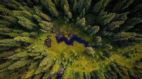 Undisturbed forests like this one in B.C. have been preserved for the sale of carbon offsets. Columnist Tom Fletcher points out how it has led to perverse outcomes