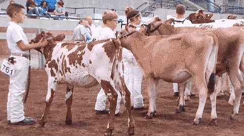 4-H cattle training for young farmers in the US