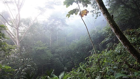 The Carney government's 'cap-and-trade' system depends on  the purchase of carbon credits by carbon emitters. It's fraudulent hokum, writes Michelle Stirling.