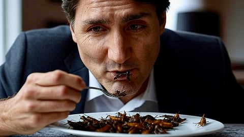 The Trudeau government gave Canada’s largest bug protein factory an $8.5 million grant in 2022 