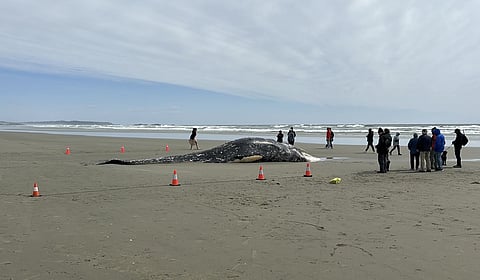 Beached whale in Tofino