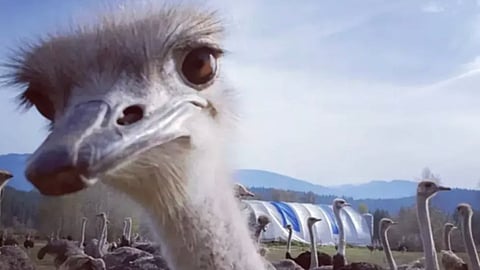 Save Our Ostriches