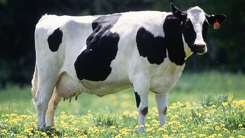 Dairy cow