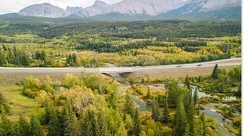 Research hope to cut down on animal collisions on Alberta's Hwy. 3