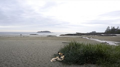 Boa constrictor on the loose at Chesterman Beach