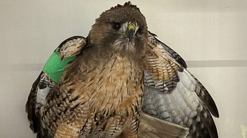 Eagle-eyed RCMP officer rescues injured hawk from Burnaby road