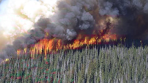 Forest fire rages in B.C.’s central interior in 2014, fuelled by grey, dead timber left behind by a mountain pine beetle outbreak. Similar conditions may have been a factor in the Jasper fire in 2024