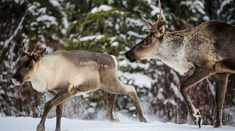 Alberta to spend $55.8 million to plant trees and support caribou recovery