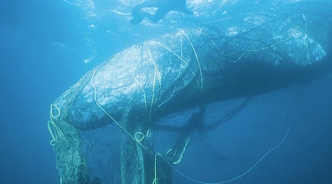 Sperm whale trapped in fishing nets