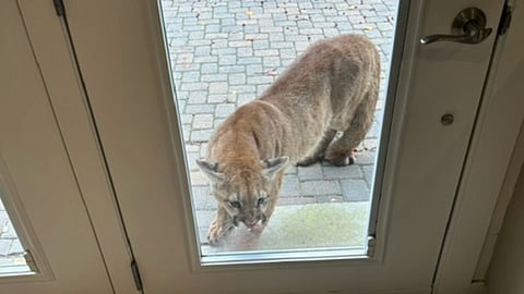 Cougar at the door...