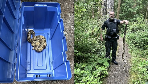 Snake found in Tofino, BC