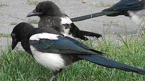 The Black-billed Magpie is Edmonton's new official bird.
