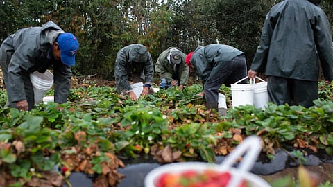 A photo showing migrant workers. 