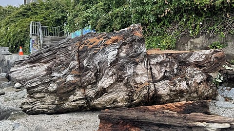 Kitsilano residents 'devastated' by city's decision to chop up beloved Trafalgar log