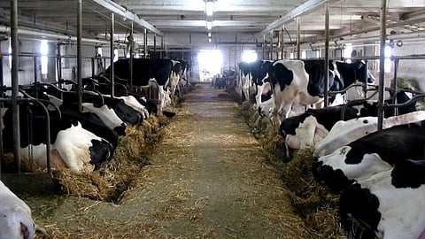 Ottawa to revise dairy quota rules after losing $129M trade dispute — to New Zealand