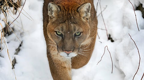 A man fended off a cougar attack in Northern BC by punching the cat in the face. 