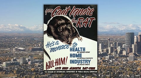 Alberta’s rat-free status threatened by possible rodent sighting in Calgary