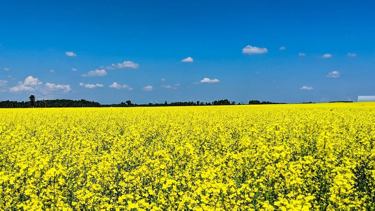 Premier Moe plans China trip as canola tariffs hit Saskatchewan farmers