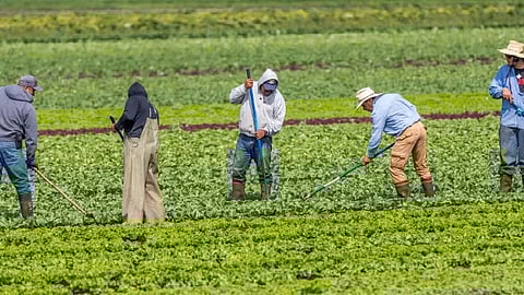 Temporary Foreign workers on a farm outside Victoria, BC