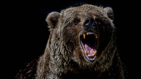 Another grizzly bear attack has occurred in southern Alberta 