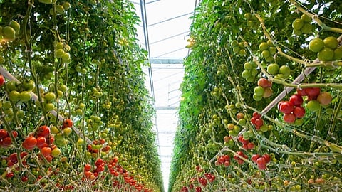 Alberta’s largest greenhouse expanding production with new energy-efficient lights