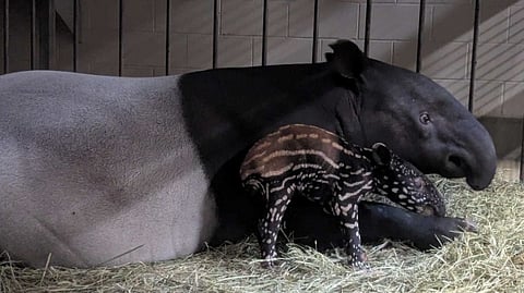 Calgary zoo celebrates birth of first Malayan tapir calf