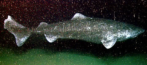 Ottawa to ask Canadians how much they’ll pay to save rare fish

