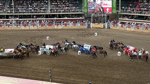 Calgary Stampede chuckwagons