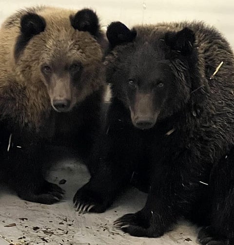Grizzly cubs rescued after mother killed in southern Alberta

