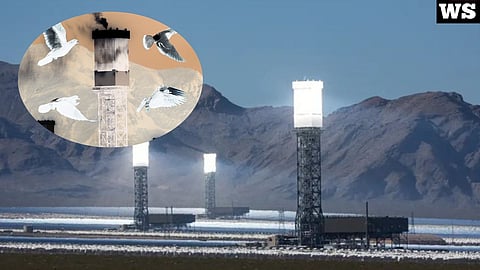 Ivanpah Solar Power Facility, dead birds