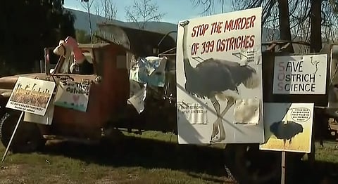 Universal Ostrich Farm