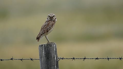  Burrowing owl