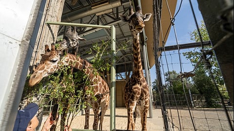 Calgary zoo turns invasive shrubs into giraffe snacks with NCC

